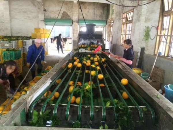 豪泰配资 2万月薪吃不起百果园？这些进口高端水果正在被国产平替掉